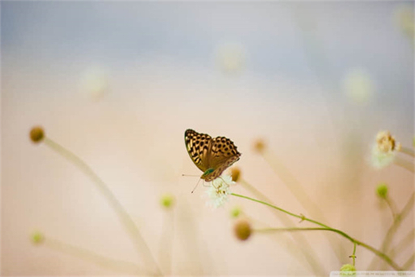 毛衣洗大了怎么恢复正常
