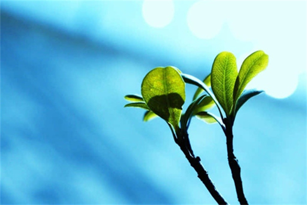 猪蹄筋怎么做好吃-红烧猪蹄筋怎么做好吃