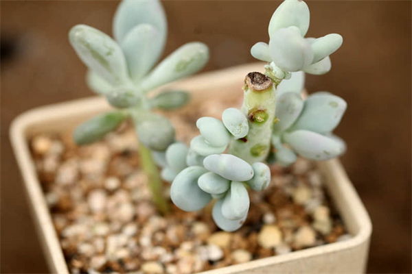 怎么修补空调铜管上的洞-空调铜管破了个小洞如何焊接