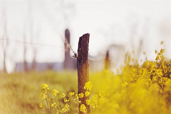 元宝鹦鹉鱼多大能起头-元宝鹦鹉鱼适合多少度啊水