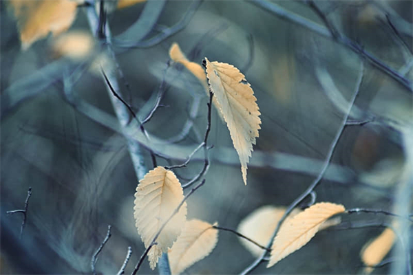 330分解质因数的方法