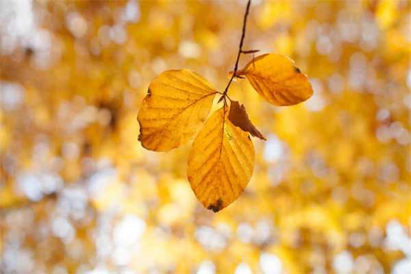 青白玉怎么鉴别-青白玉怎么鉴别好坏