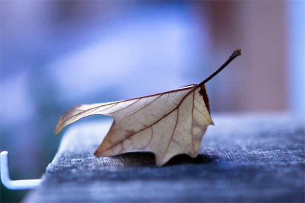 大年三十吃什么馅饺子-年三十吃啥馅饺子