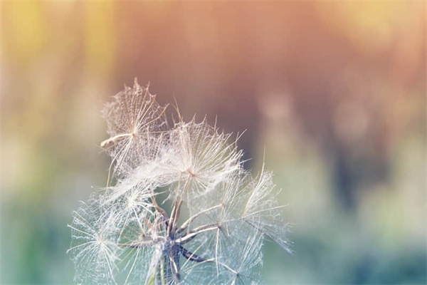 预言家是什么意思