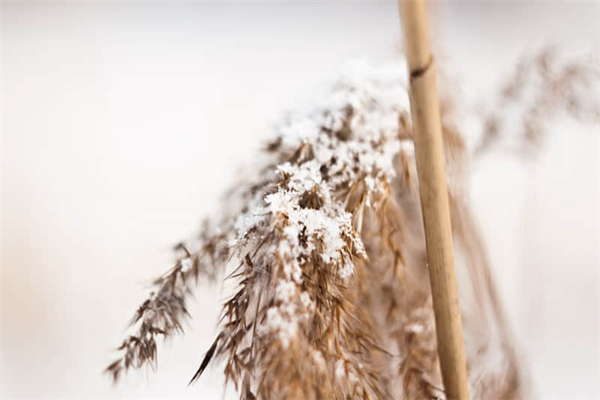 蚂蚁庄园怎么雇佣小鸡-蚂蚁庄园怎么雇佣小鸡饲养员