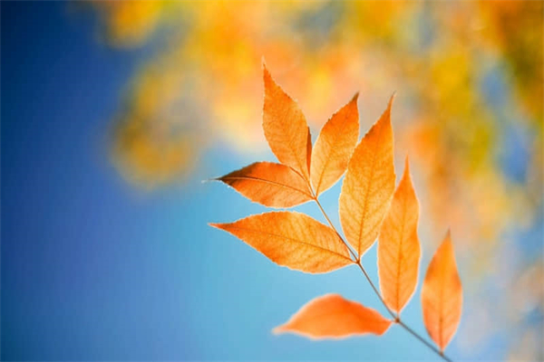 马奶酒怎么开-马奶酒怎么开瓶