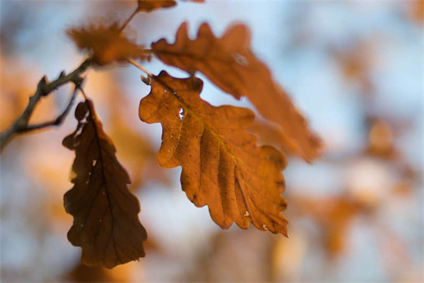 胡萝卜素是什么-二羟基-β-胡萝卜素是什么