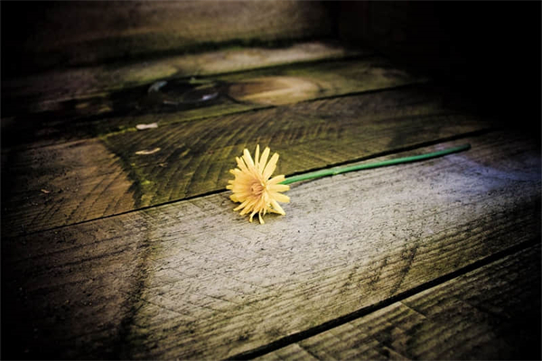 小八爪鱼要去内脏吗-小八爪鱼要去内脏吗怎么吃