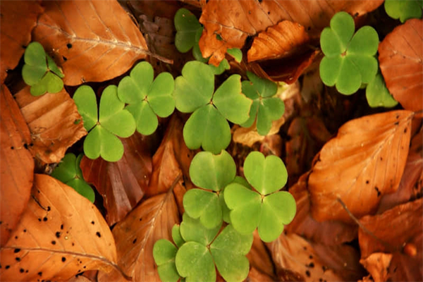 画笔的种类-画笔的种类和使用方法