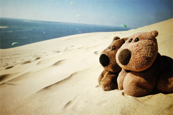 仙人掌被称为沙漠之什么-仙人掌是沙漠里唯一的植物吗