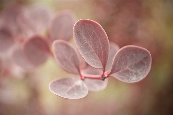 海瓜子怎么洗才干净-海瓜子怎么清洗干净