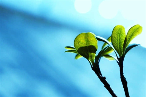 cs是什么意思网络用语-别人骂你cs是什么意思