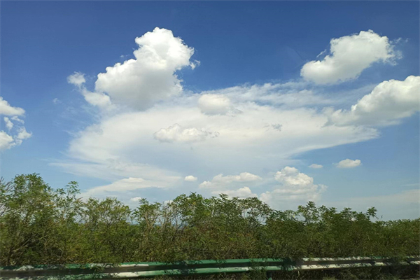 桃形李用什么枮木嫁接-桃形李栽培技术