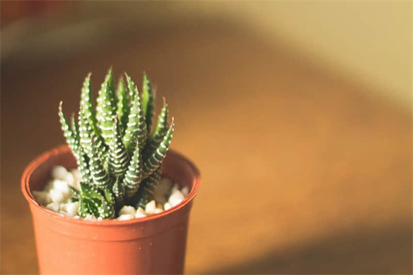 美股的钱怎么转回国内-美股的钱怎么转回国内账户