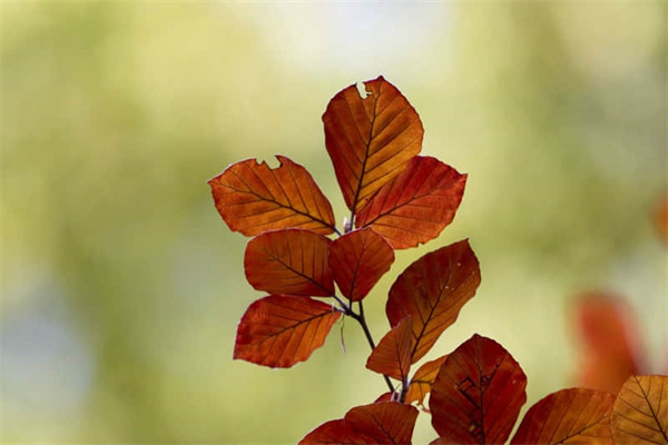 柯基犬几个月训教最佳-柯基幼犬从几个月大开始培训