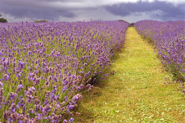 花生油来自哪-花生油主要来自