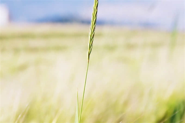 夜雨寄北是几年级的课文