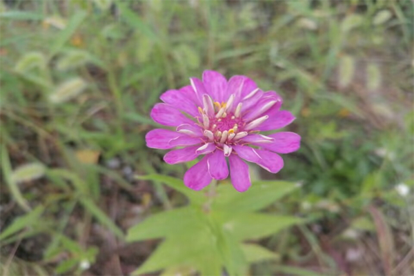 猋猋在饭圈是什么意思-蛞蝓在网络上是什么意思