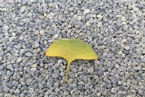 蝙蝠纸飞机怎么折-蝙蝠纸飞机怎么折会动翅膀