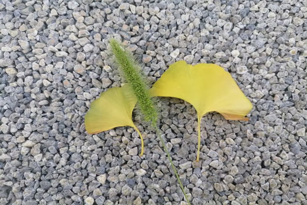 飞机起飞要什么风-飞机起飞需要风吗