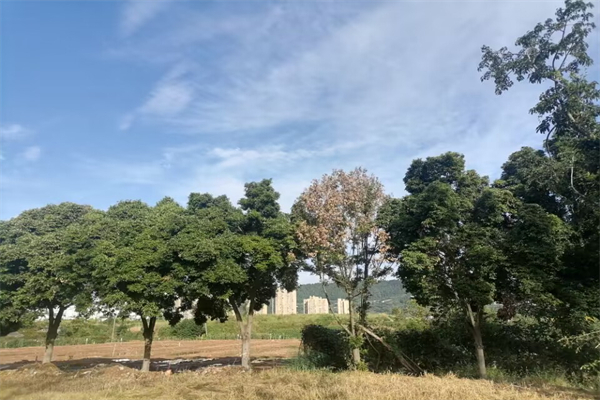 潮气量是由什么来决定的-潮气量的指标范围是