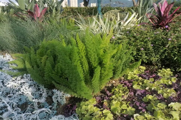 笋子虫可以吃吗-笋子虫能生吃吗