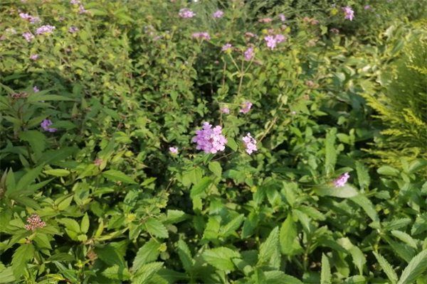 元气骑士怎么合成雷剑