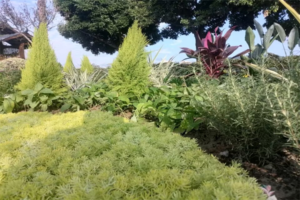 芋圆的做法和材料-芋圆的做法食材